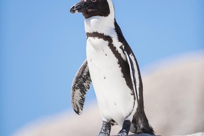 Cape Point Penguin Tour - Price and value: is $230.05 per person worth it?
