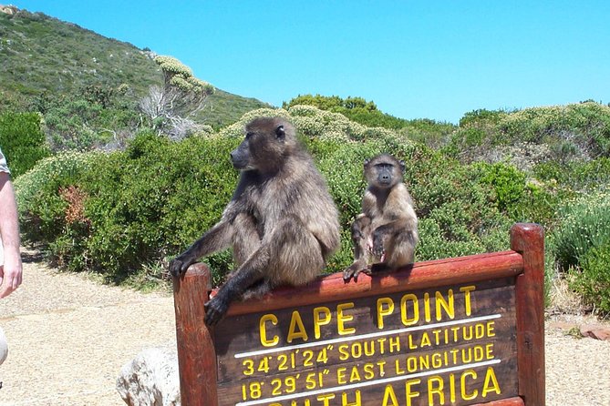 Cape Point & Penguins full day tour - Boulders Beach penguin colony: your 45 minutes with Cape penguins