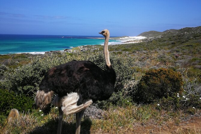 Cape Point Xplorer - Noordhoek Farm Village: A Quick Local Break, Not a Tourist Stampede