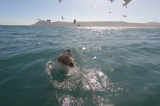Cape Shark Diving Adventures - Key highlights before you go