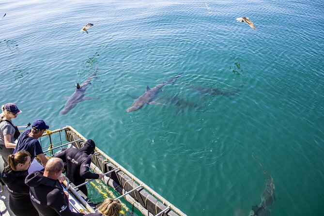 Cape Shark Diving Adventures - Why Gansbaai and Bronze Whaler sharks are the whole point