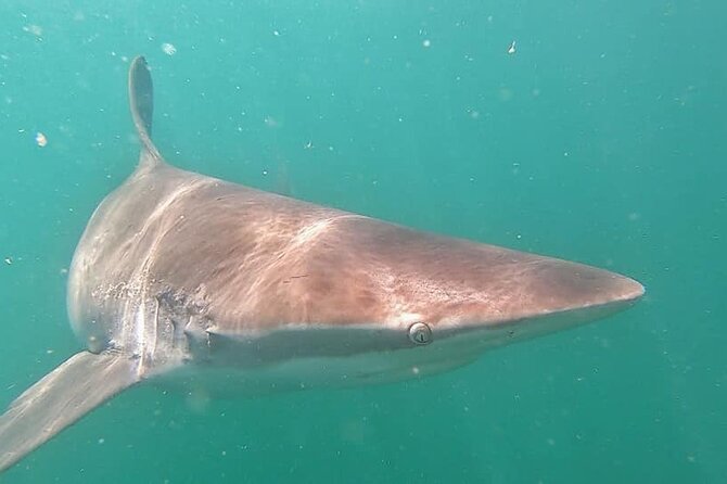 Cape Shark Diving Adventures - The boat ride out, plus the science talk that helps