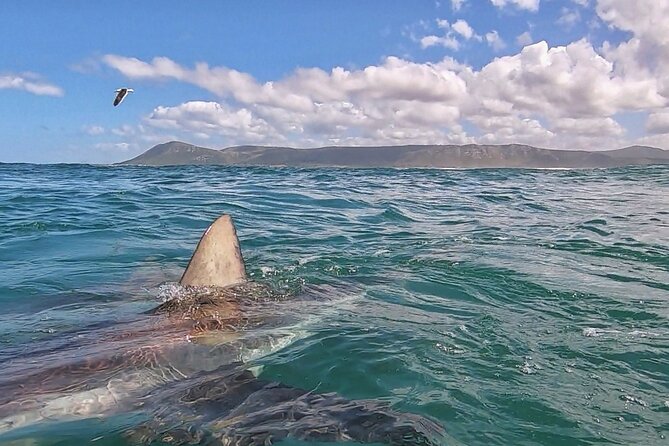 Cape Shark Diving Adventures - Life in the cage: what “no experience needed” really means