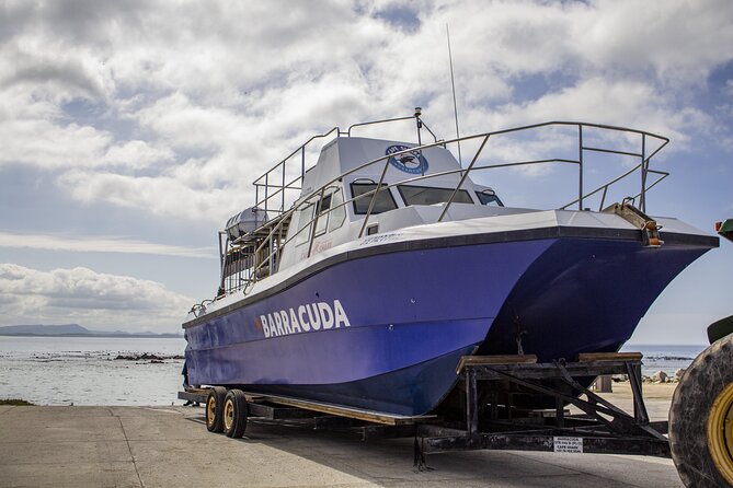 Cape Shark Diving Adventures - Snacks, lunch, warm showers, and why comfort is part of the deal