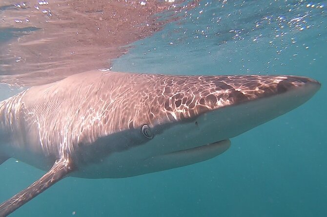 Cape Shark Diving Adventures - Who this experience suits best in real life