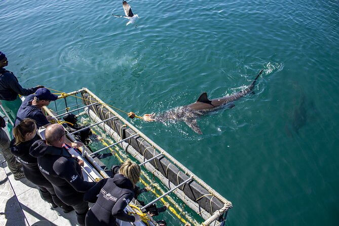 Cape Shark Diving Adventures - Getting ready at 1 Swart St, Van Dyks Bay