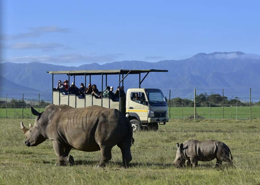 Cape Town: 2-Day Wildlife Tour with Safaris and Luxury Stay - The practical reality of wildlife sightings, fences, and animal expectations