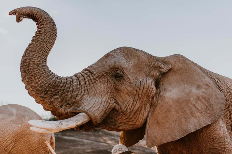 Cape Town: 2-Day Wildlife Tour with Safaris and Luxury Stay - Getting started early: the pickup and Botlierskop drive from Cape Town or Stellenbosch