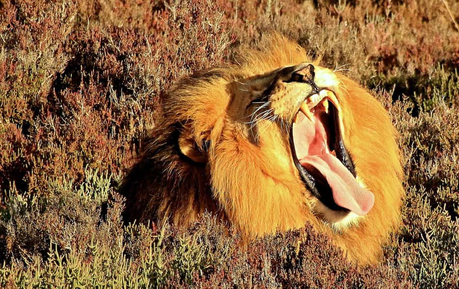 Cape Town: 2-Day Wildlife Tour with Safaris and Luxury Stay - Overnight at Buffelsdrift Lodge: luxury canvas tents near Oudtshoorn
