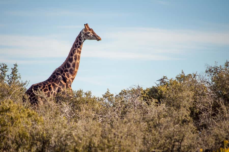 Cape Town: 2-Day Wildlife Tour with Safaris and Luxury Stay - Buffelsdrift bush drive: smaller wildlife spotting in Klein Karoo terrain