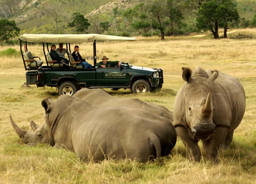 Cape Town: 2-Day Wildlife Tour with Safaris and Luxury Stay - Price and value at $534 per person: what you are paying for
