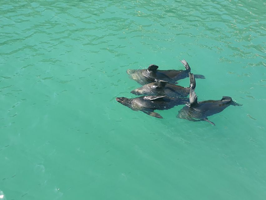 Cape Town: 30 Minute Harbour Boat Cruise with Seal Watching - Entering the V&A Waterfront: where your 30 minutes start