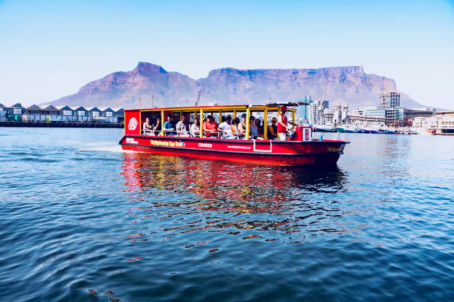 Cape Town: 30 Minute Seal-Watching Harbour Cruise - What the 15-Language Audio Tells You While You Watch