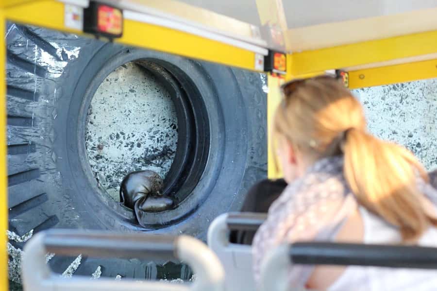Cape Town: 30 Minute Seal-Watching Harbour Cruise - Who This Harbour Cruise Is For, and Who Might Prefer Something Else