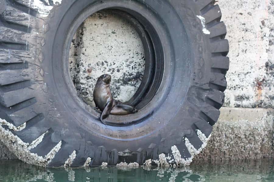 Cape Town: 30 Minute Seal-Watching Harbour Cruise - Should You Book This Cape Town Seal-Watching Harbour Cruise?