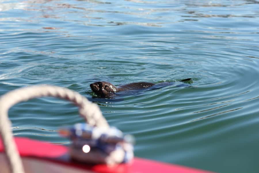 Cape Town: 30 Minute Seal-Watching Harbour Cruise - Where You Actually Look for Seals in Cape Town’s Working Harbour