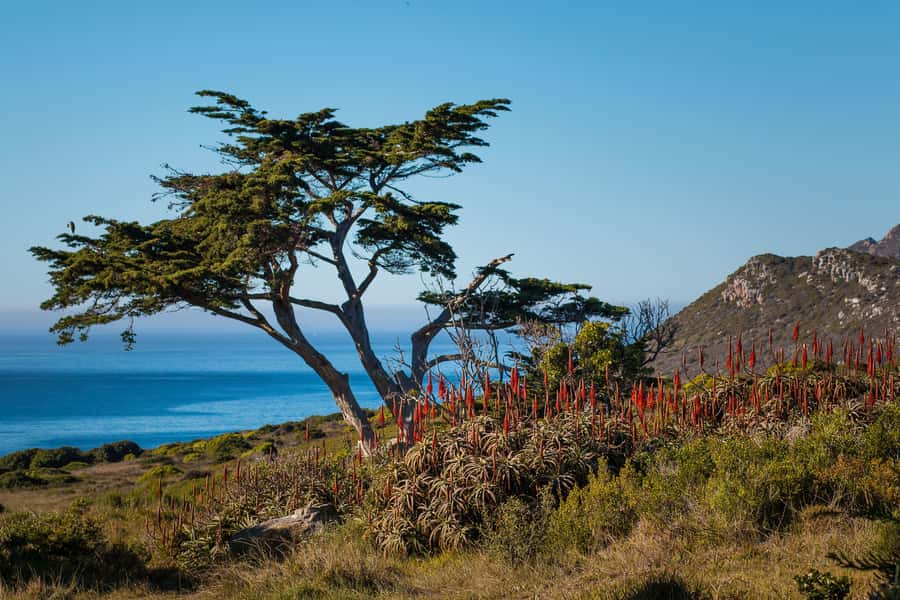 Cape Town: 9-hour Cape Point Private Guided Cycling Tour - Riding to Cape of Good Hope, then strolling Cape Point