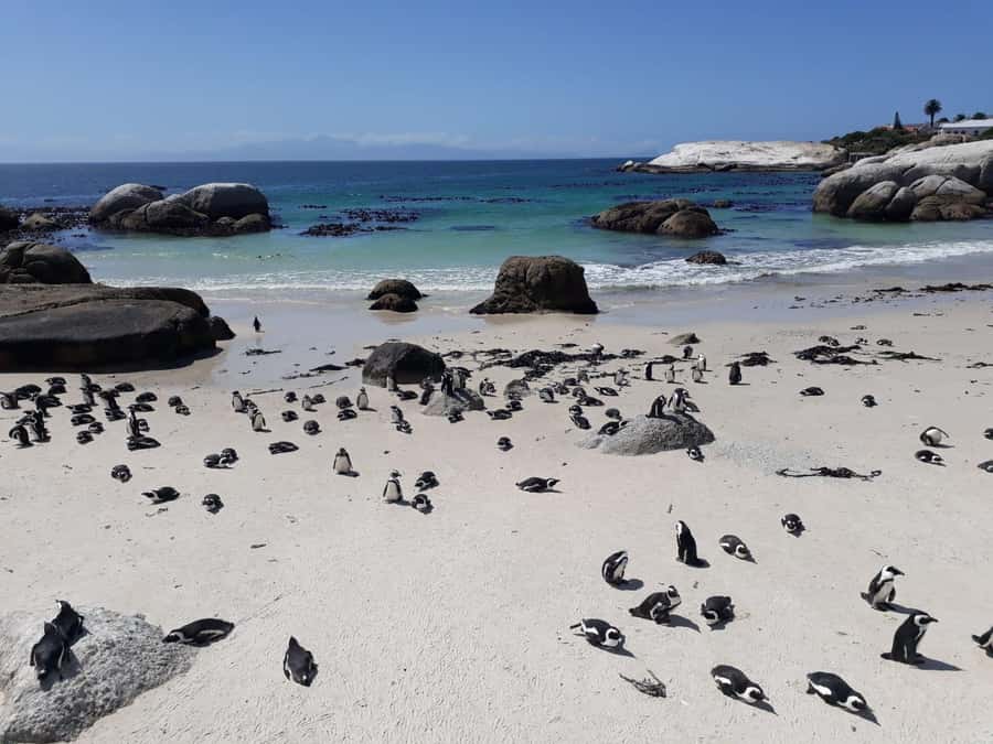 Cape Town: 9-hour Cape Point Private Guided Cycling Tour - Pickup, bikes, and the reality check on effort