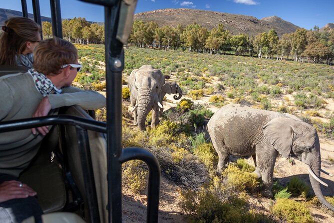 Cape Town Aquila Afternoon Safari with transport and lunch - Key highlights to know before you go