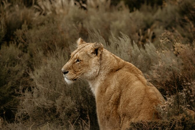 Cape Town Aquila Afternoon Safari with transport and lunch - Price and value: what $26 really buys you