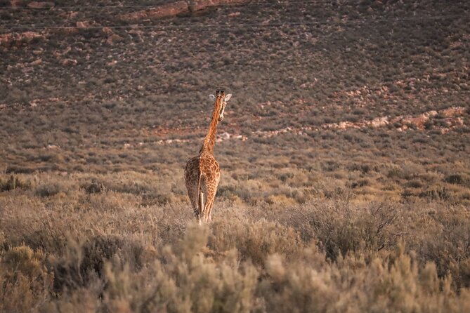 Cape Town Aquila Afternoon Safari with transport and lunch - The biggest strengths: pickup, guides, and close sightings