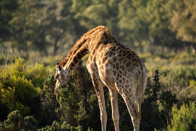 Cape Town Aquila Afternoon Safari with transport and lunch - Possible drawbacks: group size and species luck