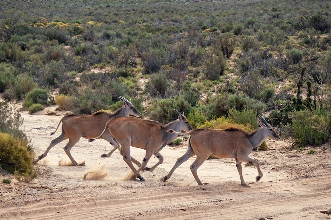 Cape Town Aquila Afternoon Safari with transport and lunch - Who this safari suits best