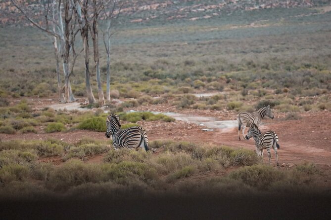 Cape Town Aquila Afternoon Safari with transport and lunch - Welcome drink and lunch at the reserve restaurant