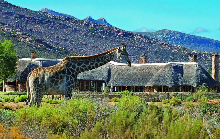 Cape Town: Aquila Game Reserve Day Entrance & Game Drive - Aquila Private Nature Reserve: a practical Big Five safari from Cape Town