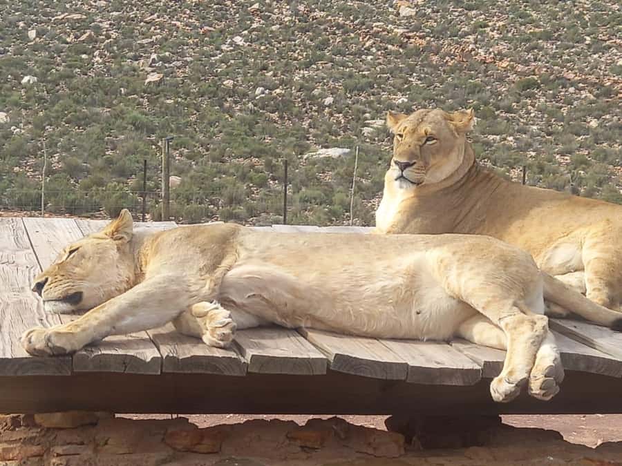 Cape Town: Aquila Game Reserve Sunset Game Drive - Key things that make this safari day work