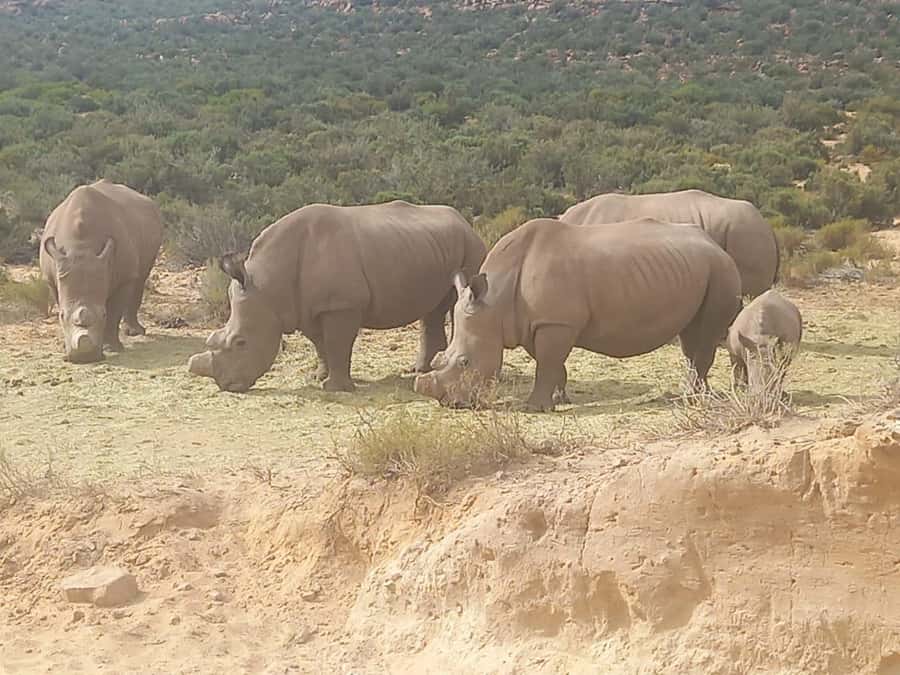Cape Town: Aquila Game Reserve Sunset Game Drive - Cape Winelands wine tasting stop: nice pacing, not a waste of time