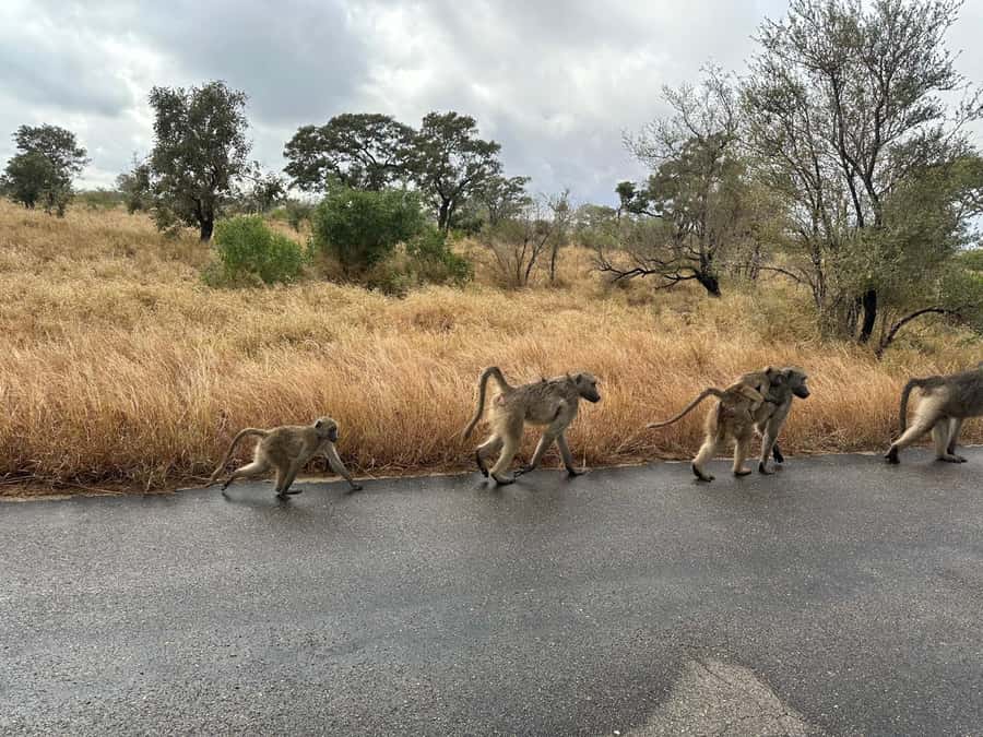 Cape Town: Aquila Game Reserve Sunset Game Drive - Comfort, safety, and group size on the day
