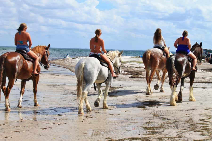 Cape Town: Beach Horse Ride with Hotel Pickup & Drop-off - Why Cape Town’s beach-and-ocean setting matters for horse riding