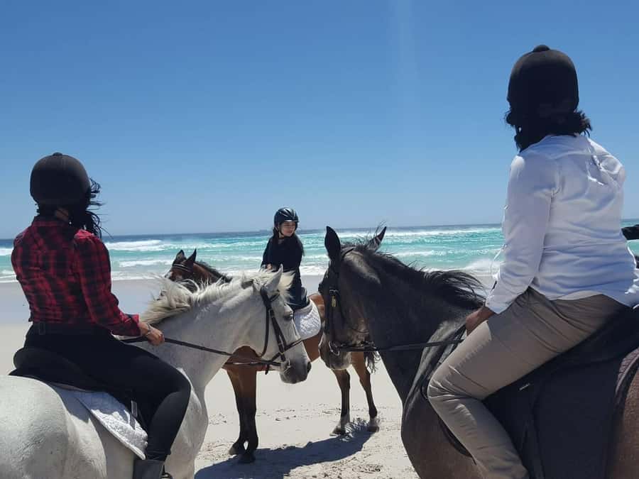 Cape Town: Beach Horse Ride with Hotel Pickup & Drop-off - Hotel pickup, check-in times, and the real 4 hour rhythm