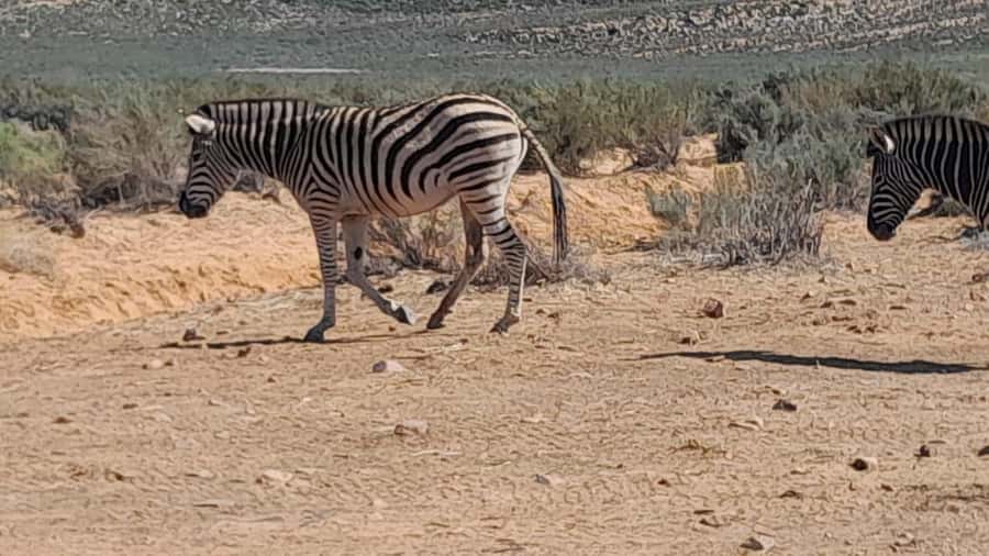 Cape Town big five safari with transport lunch Excl park fee - Key highlights at a glance