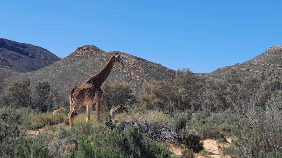 Cape Town big five safari with transport lunch Excl park fee - Cape Town to Aquila in 9 hours, how the timing works