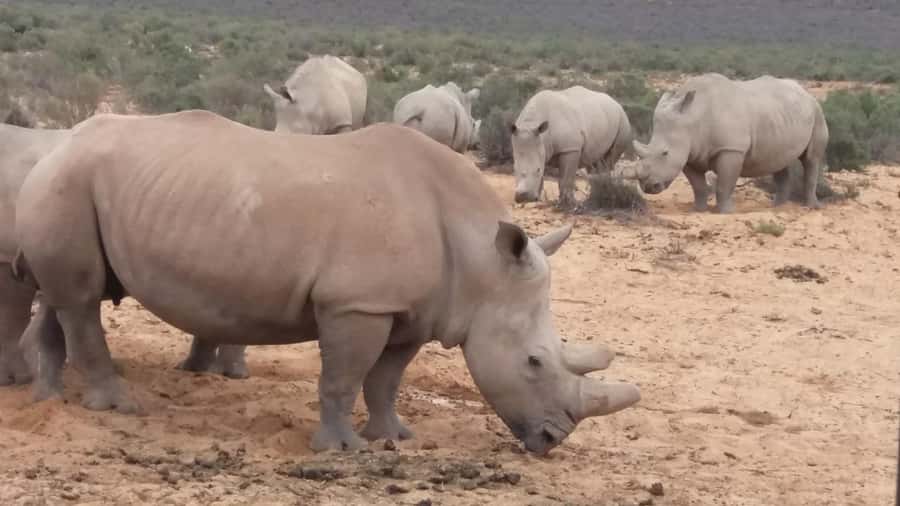 Cape Town big five safari with transport lunch Excl park fee - The open-air 4x4 game drive, spotting tips and the conservation angle