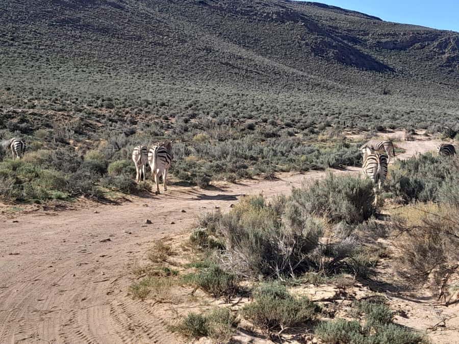 Cape Town big five safari with transport lunch Excl park fee - What to bring, and the rules that keep it safe
