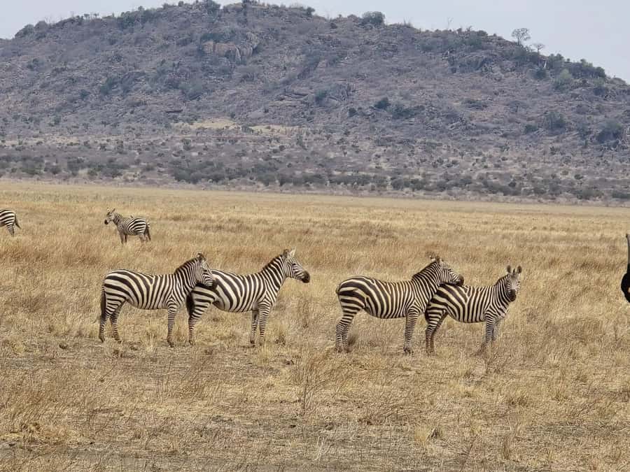Cape Town big five safari with transport lunch Excl park fee - Who this Cape Town Big Five safari suits best