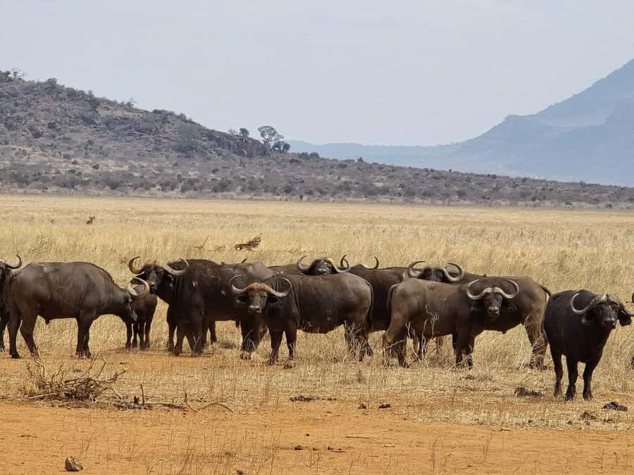 Cape Town big five safari with transport lunch Excl park fee - Inside Aquila Game Reserve, what the Big Five day really includes