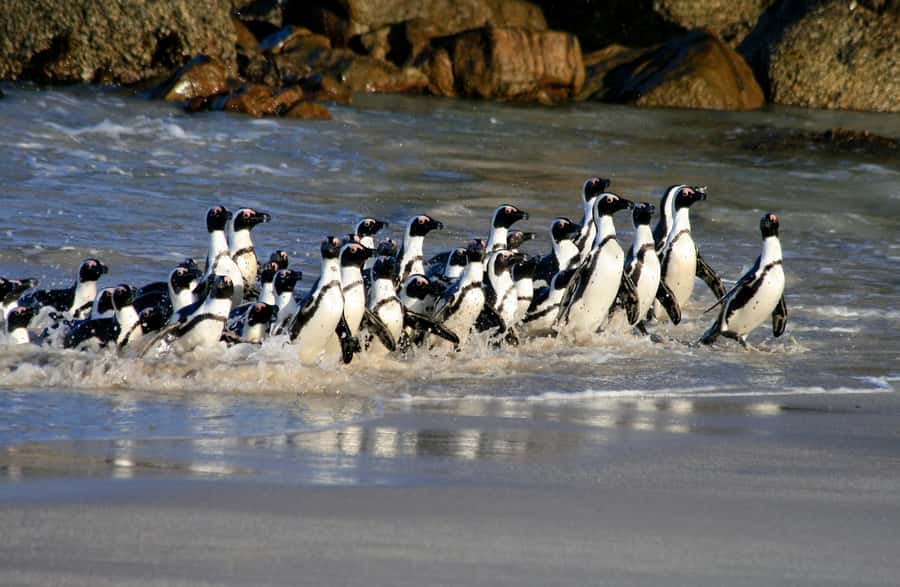 Cape Town: Boulders Penguin Colony Prebooked Entry Ticket - Finding Boulders Penguin Colony at the Beach Parking Area