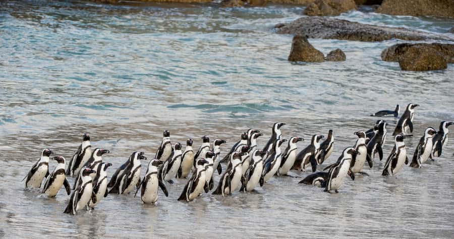 Cape Town: Boulders Penguin Colony Prebooked Entry Ticket - Presenting Your Prebooked Ticket at the Main Gate