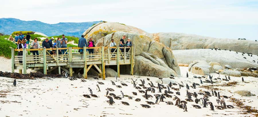 Cape Town: Boulders Penguin Colony Prebooked Entry Ticket - Ticket Value and Price: Is $29 Worth It?