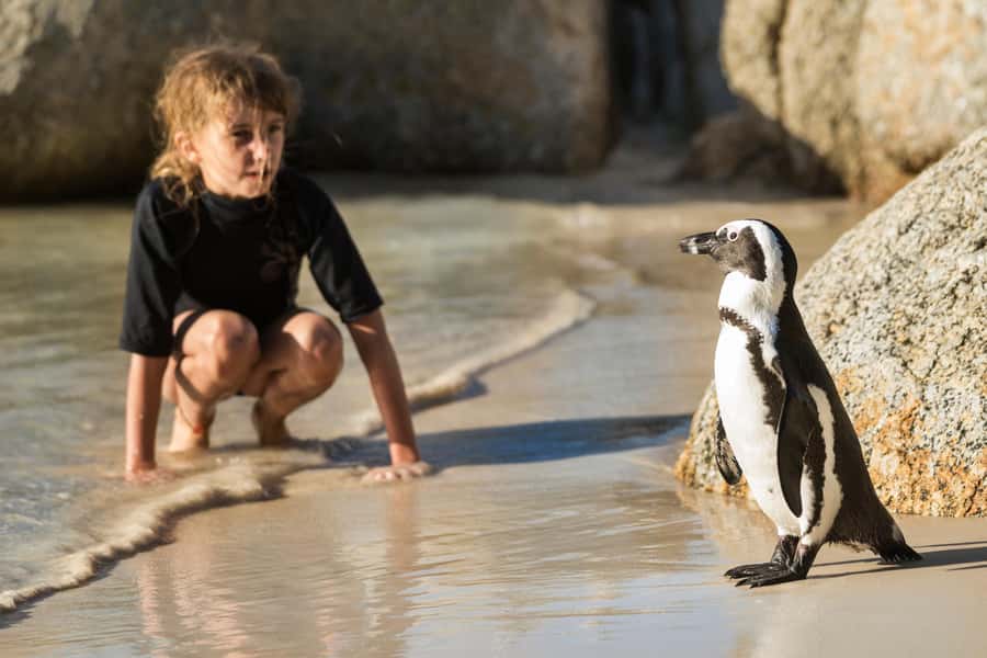 Cape Town: Boulders Penguin Colony Prebooked Entry Ticket - The Boardwalk Stroll That Puts You in Penguin Country