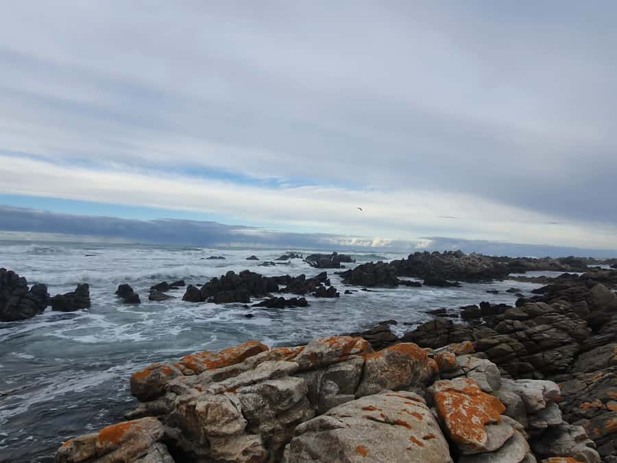 Cape Town: Cape Aghullas Van Tour with Hotel Pickup - Price and Value: Is $311 Worth It for an 8-Hour Day?
