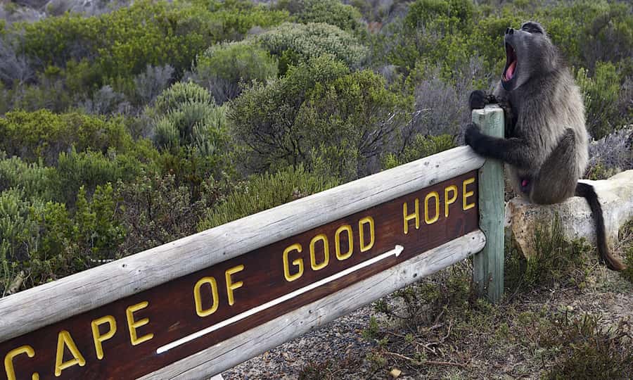 Cape Town: CAPE OF GOOD HOPE AND PENGUINS PRIVATE FULL DAY. - Why a private day route works so well in Cape Town