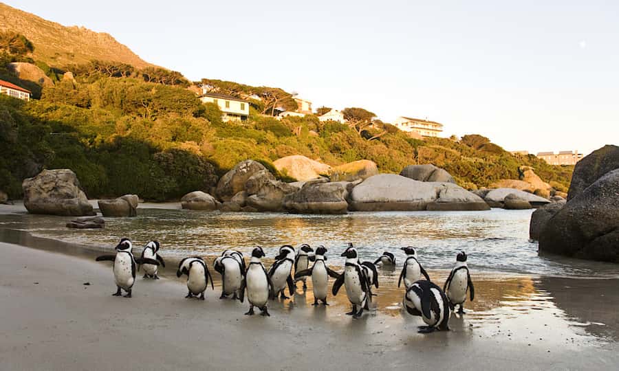 Cape Town: CAPE OF GOOD HOPE AND PENGUINS PRIVATE FULL DAY. - Your guide matters, and Oscar and Claude set the tone