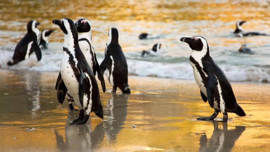 Cape Town: Cape of Good Hope & Boulders Beach Group Tour - Key Things I’d Put on Your Radar