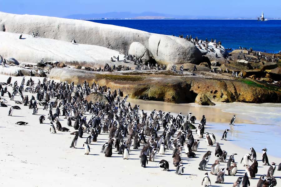 Cape Town: Cape of Good Hope & Boulders Beach Group Tour - Bo-Kaap and Maiden’s Cove Tidal Pool: Quick Stops That Set the Mood