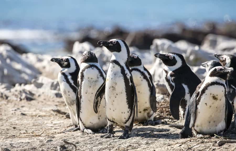 Cape Town: Cape of Good Hope & Penguins Full-Day Guided Tour - Cape of Good Hope: the dramatic end of the peninsula
